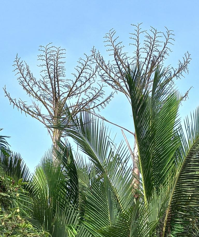 Two Solon's Sago palms in a grove