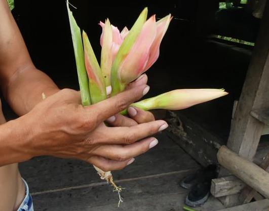 Torch ginger flower at Mentawai uma