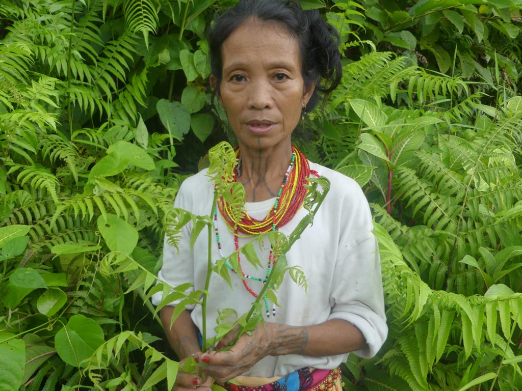 The wife of Aman Aru with vegetable fern shoots