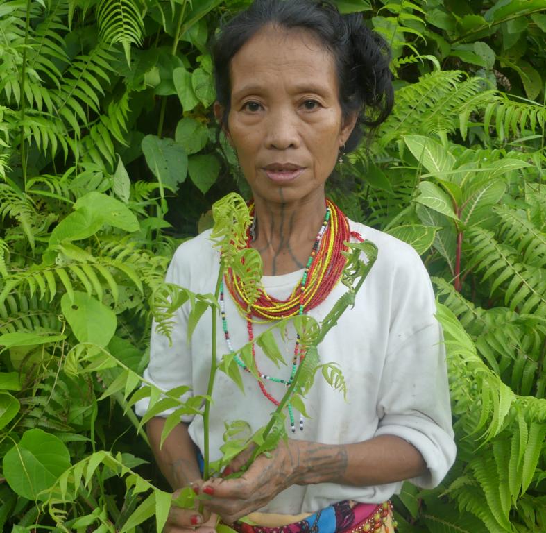 Vegetable ferns are a source of nutrients in Siberut - Bushguide 101