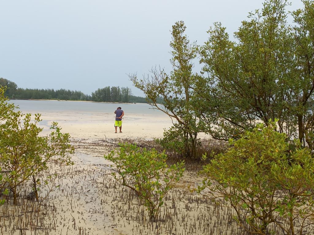 Typical mangrove habitat 