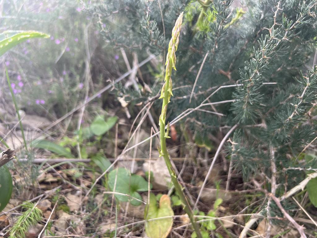 Young spear of Asparagus acutifolius