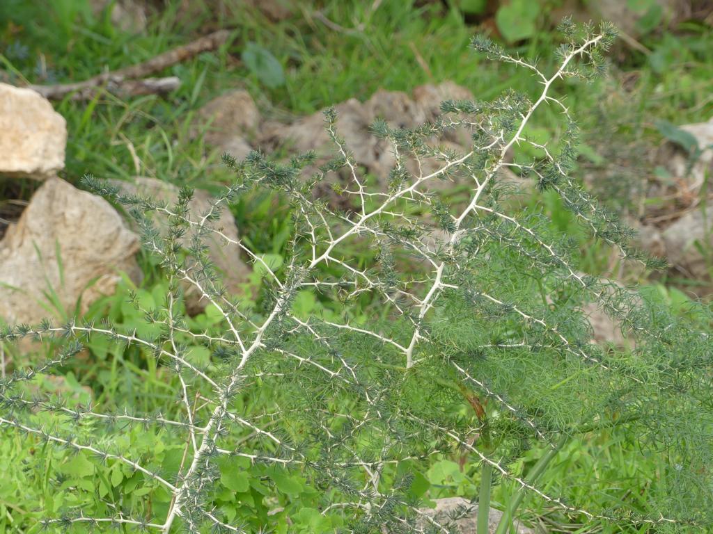 General appearance of Asparagus albus