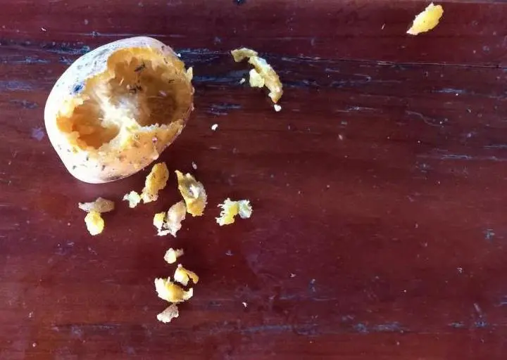 Ambarella fruit eaten by mice