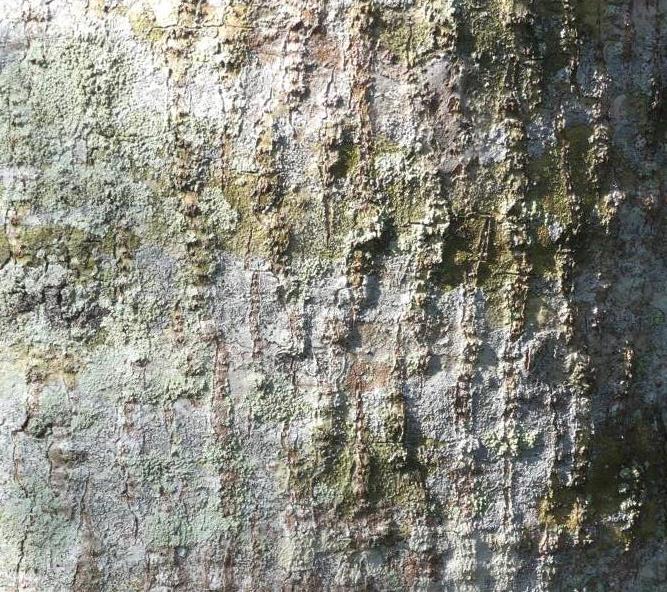 Ambarella tree bark