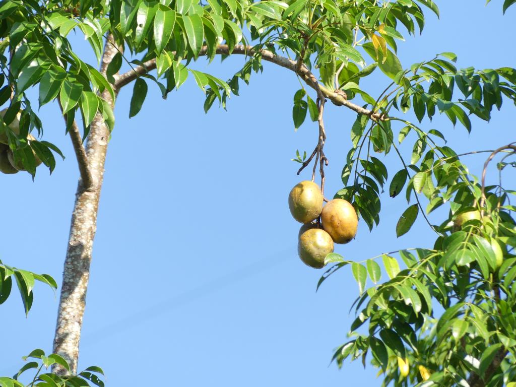 Fruit cluster on an Ambarella tree