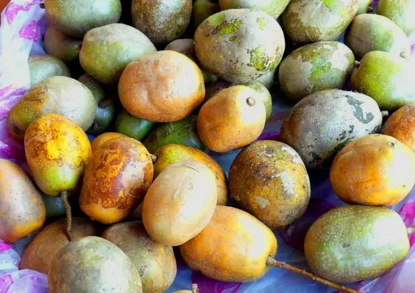 Ambarella fruits ready for ripening