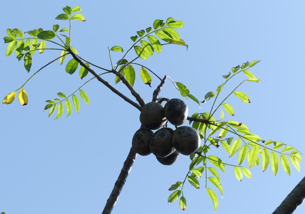 Pinnate leaves of ambarella tree