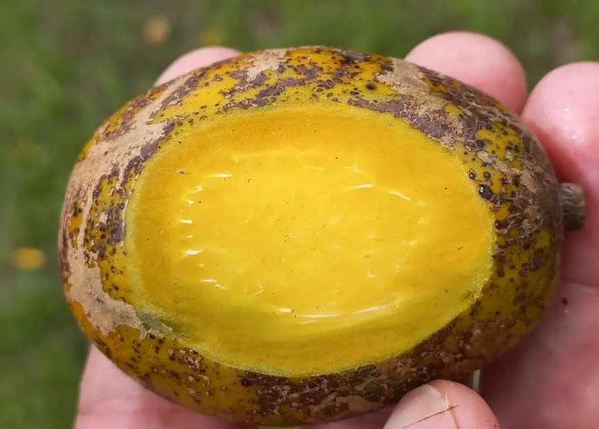 Cutting a slice from an Ambarella fruit