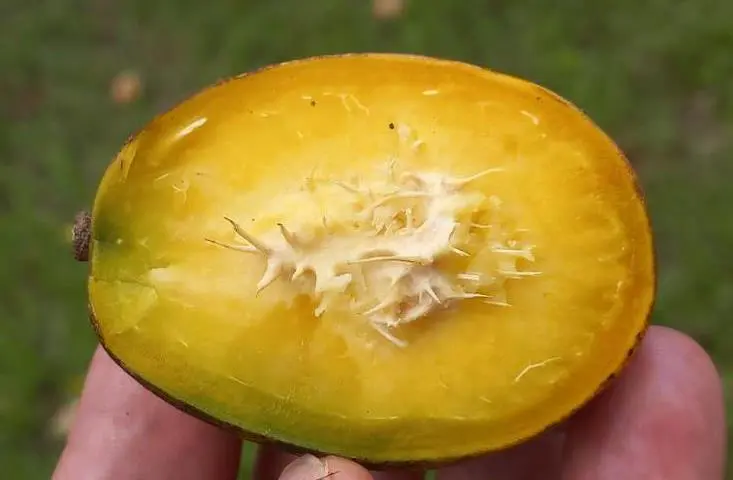 Top view of an Ambarella fruit