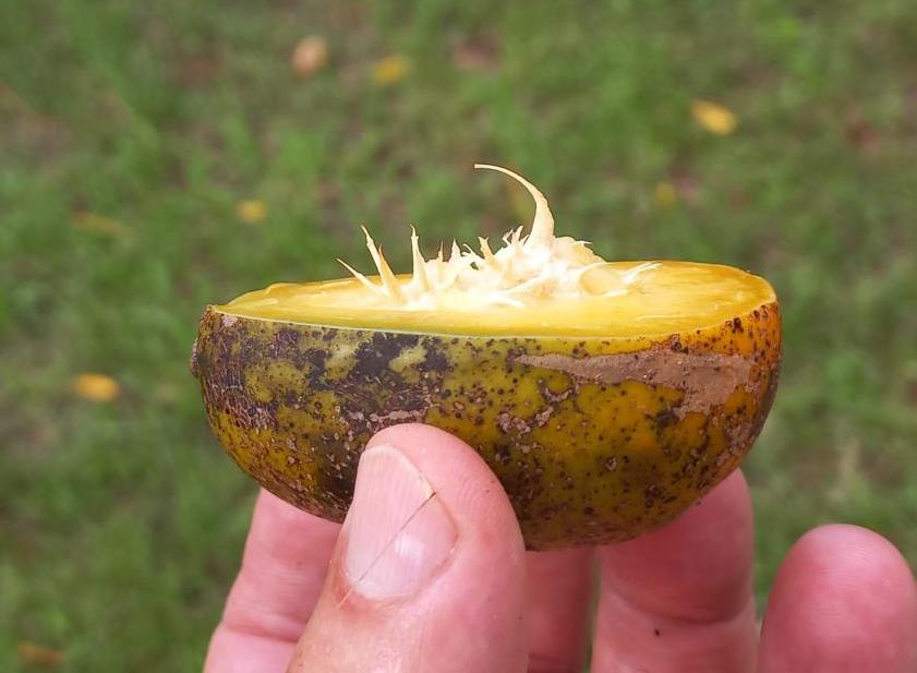 Side view of an Ambarella fruit