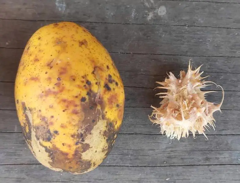 Ripe ambarella fruit and cleaned pit
