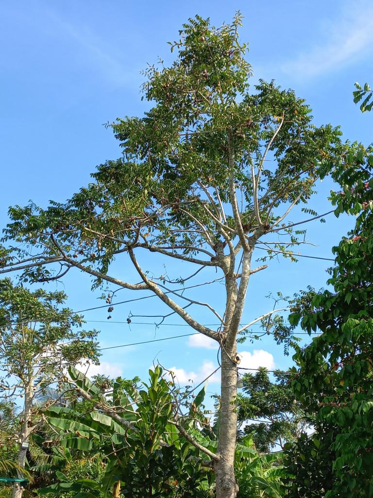 Ambarella tree