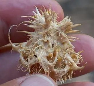 Stony pit of an Ambarella fruit