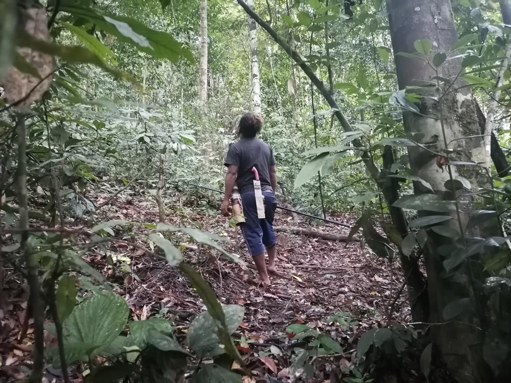 Blowpipe hunter listening to monkey sounds