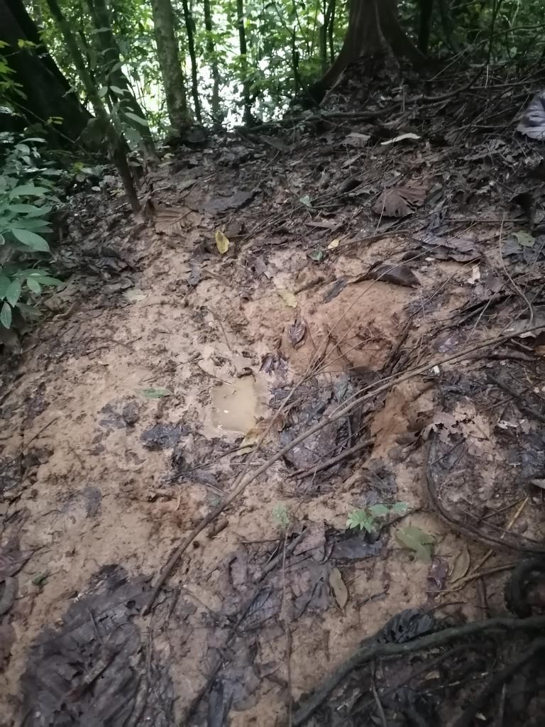 slippery wet clay soil in the rain forest when blowpipe hunting