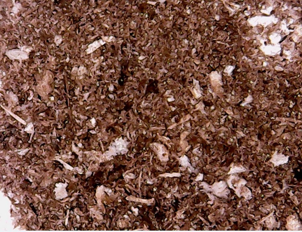 Bow drill shavings under the microscope