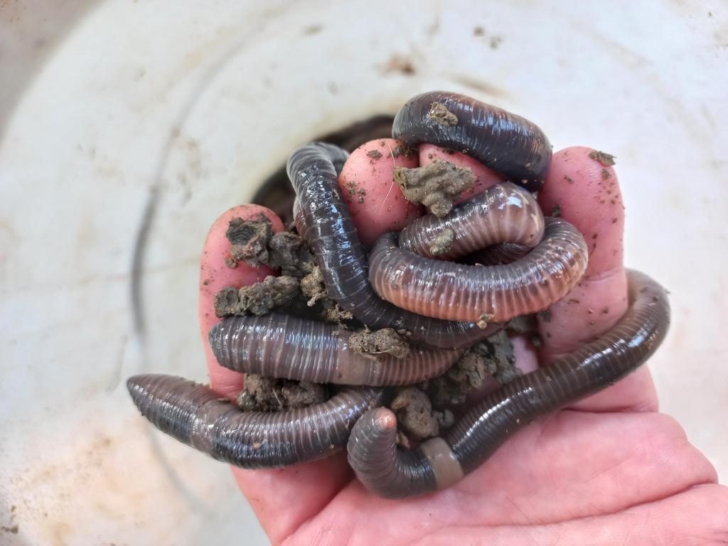 Earthworms in Vietnam for trapping eels