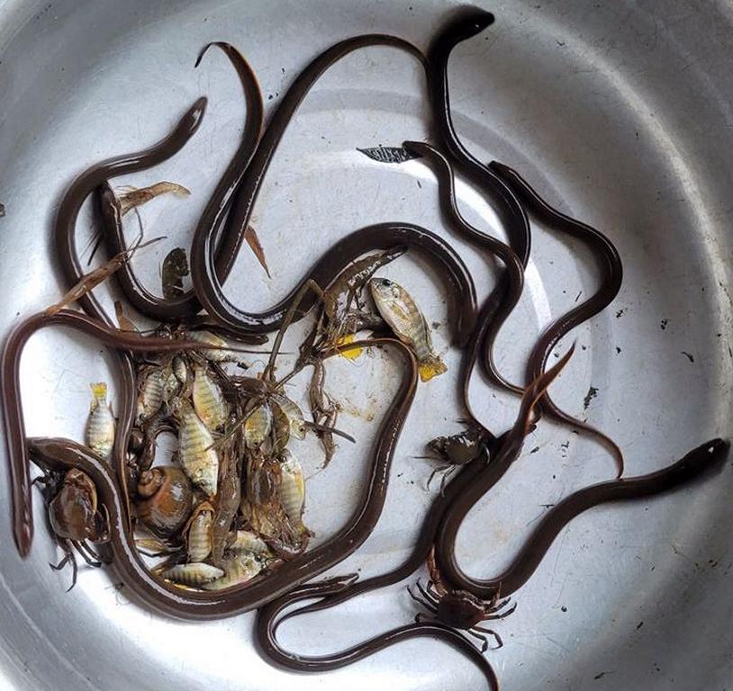 Eels, fish, prawns, crabs and a snail caught when trapping eels in the tubes