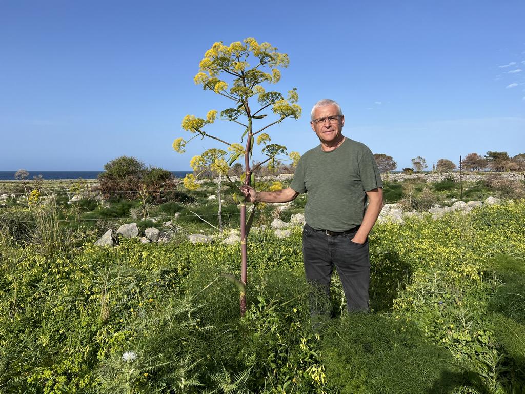 Giant fennel plant at Sferracavallo, Sicily