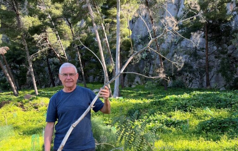 Giant Fennel stalks for lighting fire - Bushguide 101