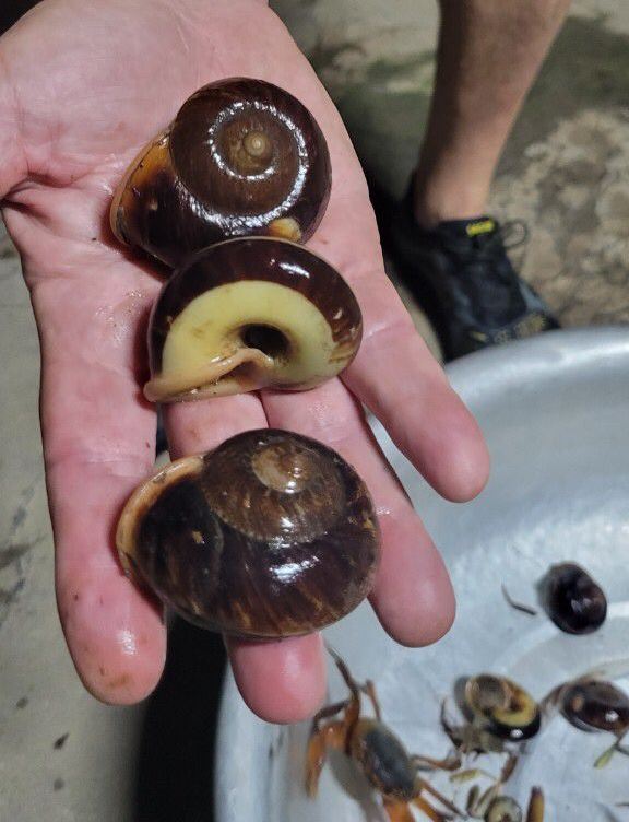three rock snails presented