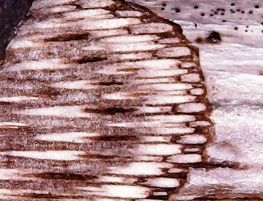 Microscopic crosscut of a Ferula stalk