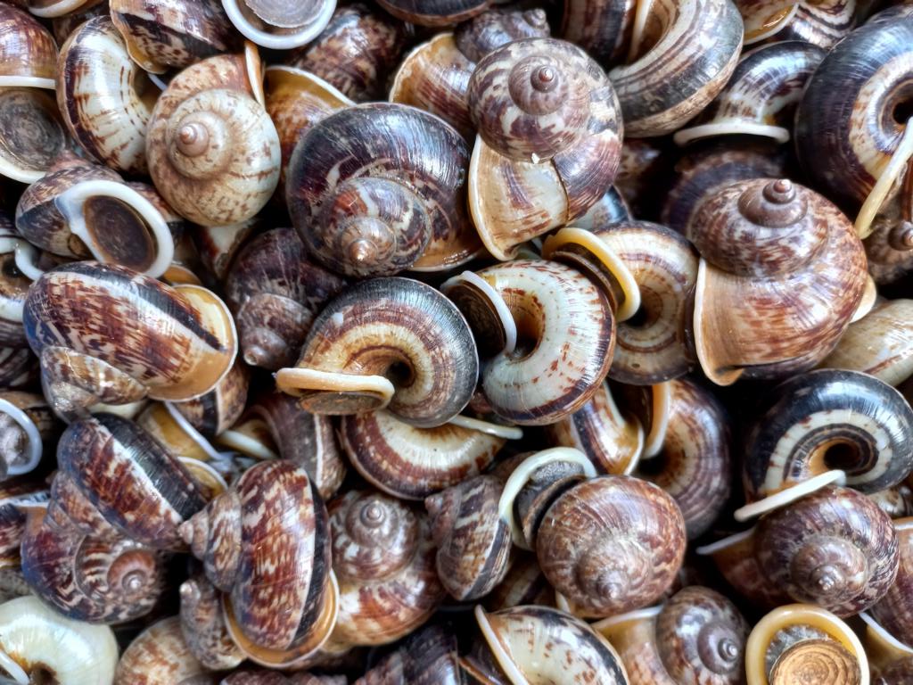 a heap of rock snails