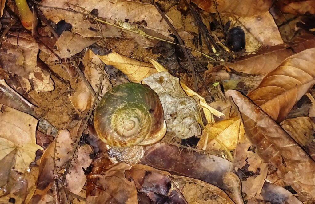 rock snail on a forest floor