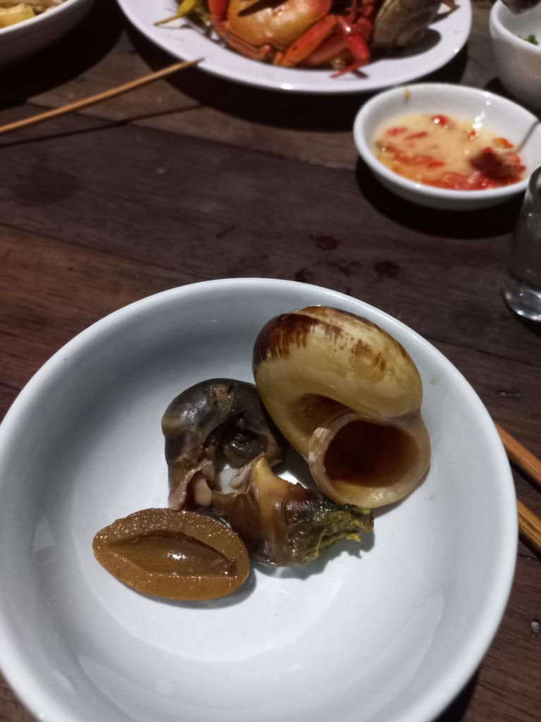 cooked rock snail with body and stomach shown
