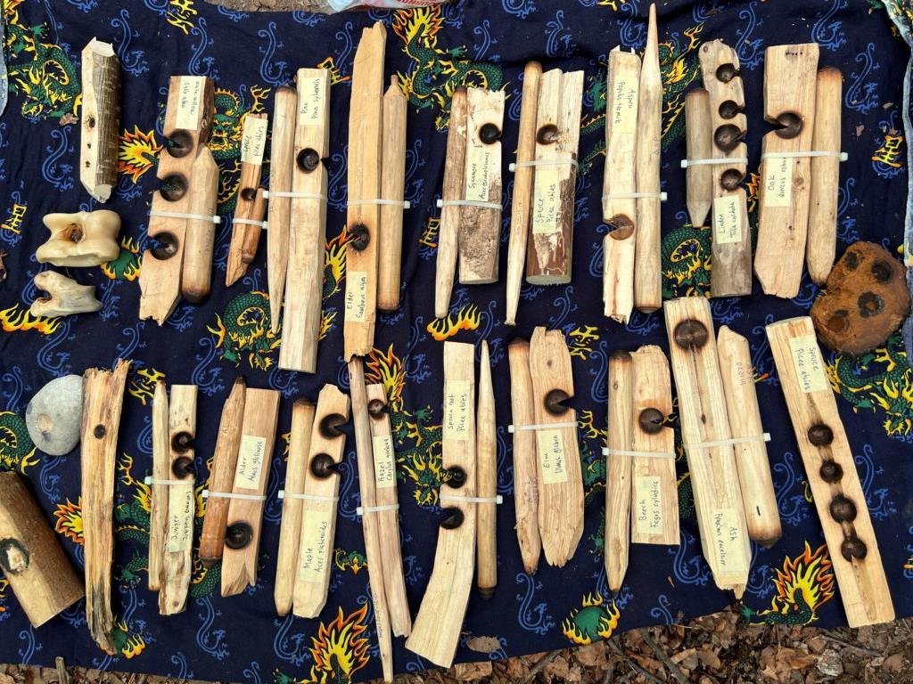 Various wood species for bow drilling