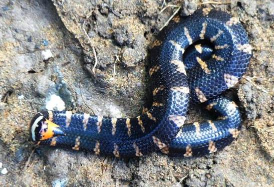 Stinger of the red-tailed pipe snake