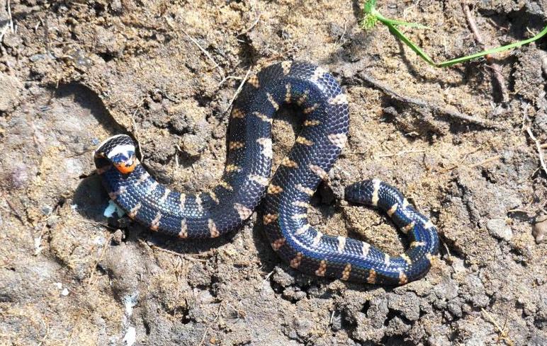 Red-tailed pipe snake in threatening position