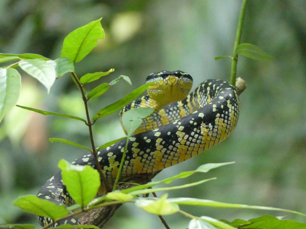 Wagler's pit viper in Malayan rainforest