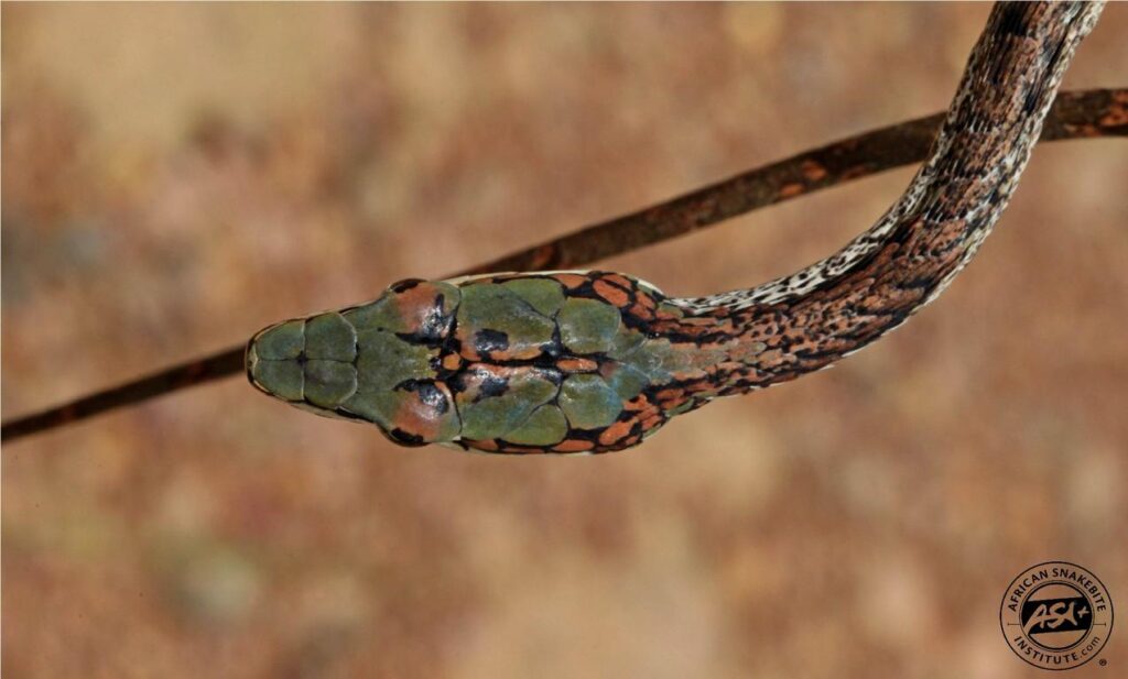 A Southern Vine Snake (Thelotornis capensis capensis) showing the rich brown Y-shape pattern on the head