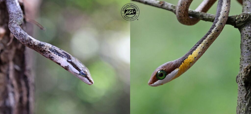 A young vine snake (left) compared to a young Boomslang (right) showing the more rounded head and large emerald-green eye in the Boomslang.
