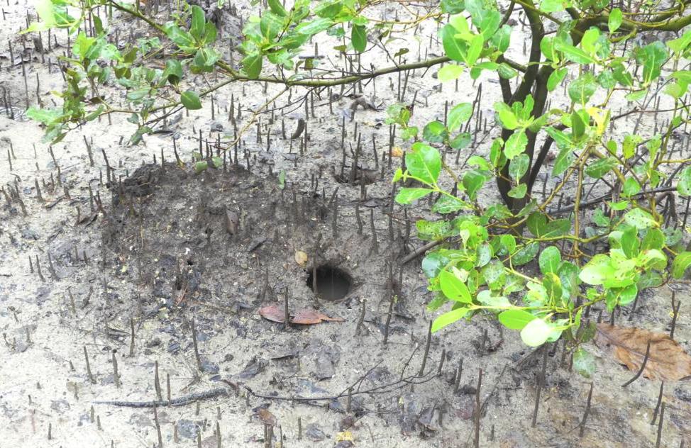 Crab hole on mangrove mud flat