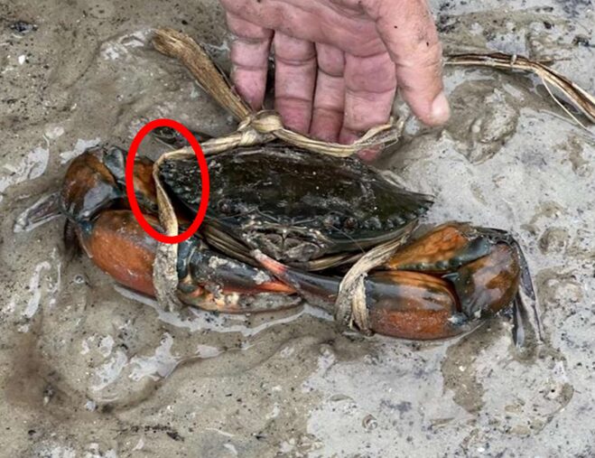 incorrect binding of mud crab