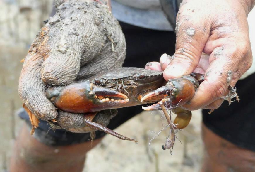 That is the caught small specimen of mud crabs