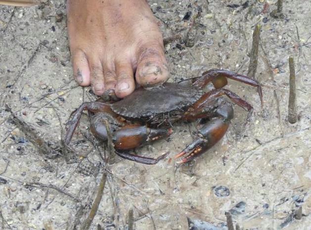 pressing down a mud crab for binding