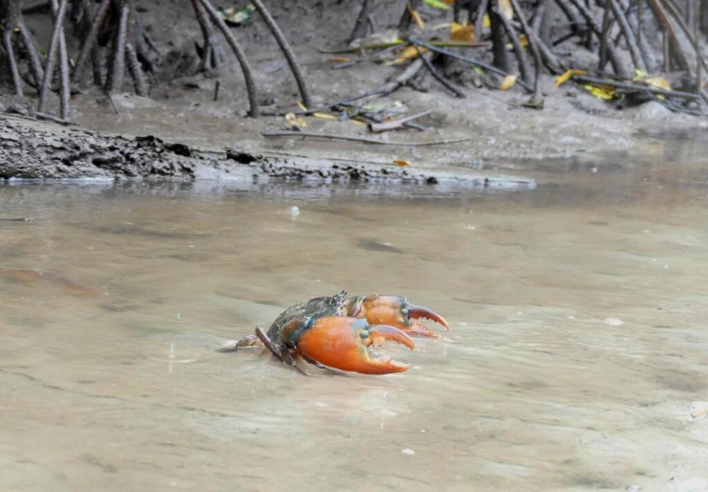 Giant mud crab in tidal water at mangrove forest