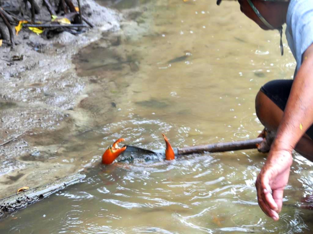 catching amud crab in open water
