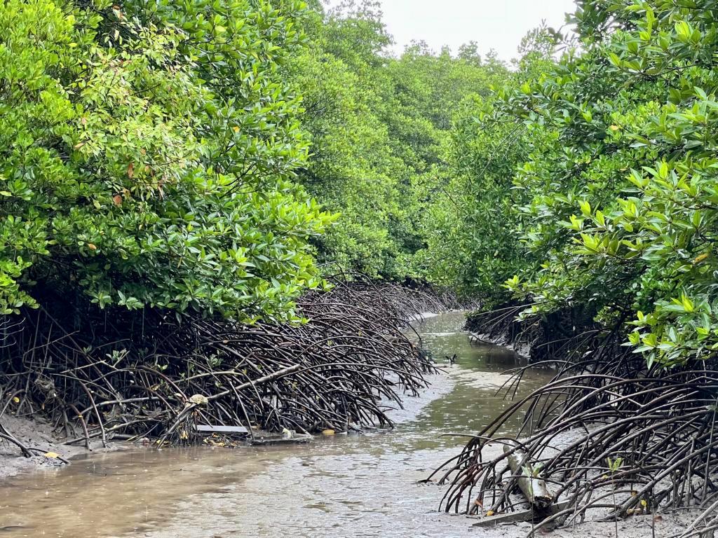 Mangrove forest with tidal creek on Koh Lanta
