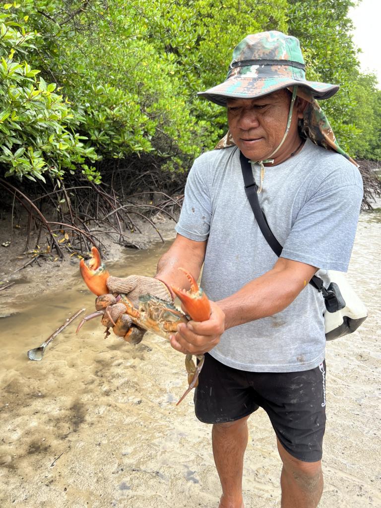 Big mud crab caught by Ulak Lawoi people