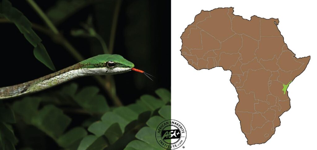 The Usambara Vine Snake (Thelotornis usambricus) has the smallest range of the vine snakes and no bites have been reported.