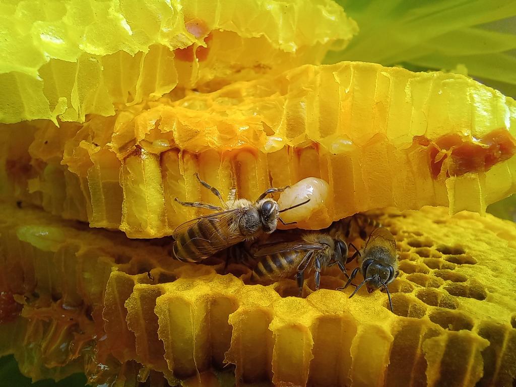 Asian honey bees in the comb with larvae
