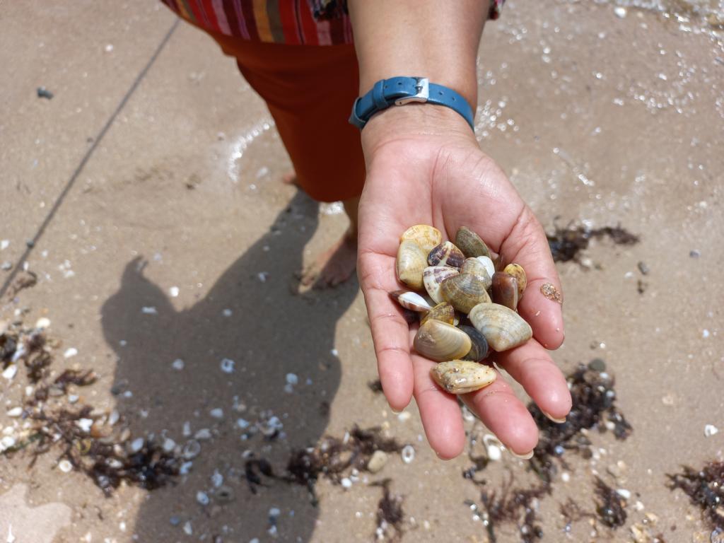 Pipi clams at Rawai beach near Phuket, Thailand