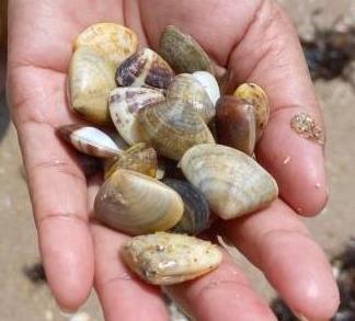 Collecting Pipi clams at Rawai Beach - Bushguide 101