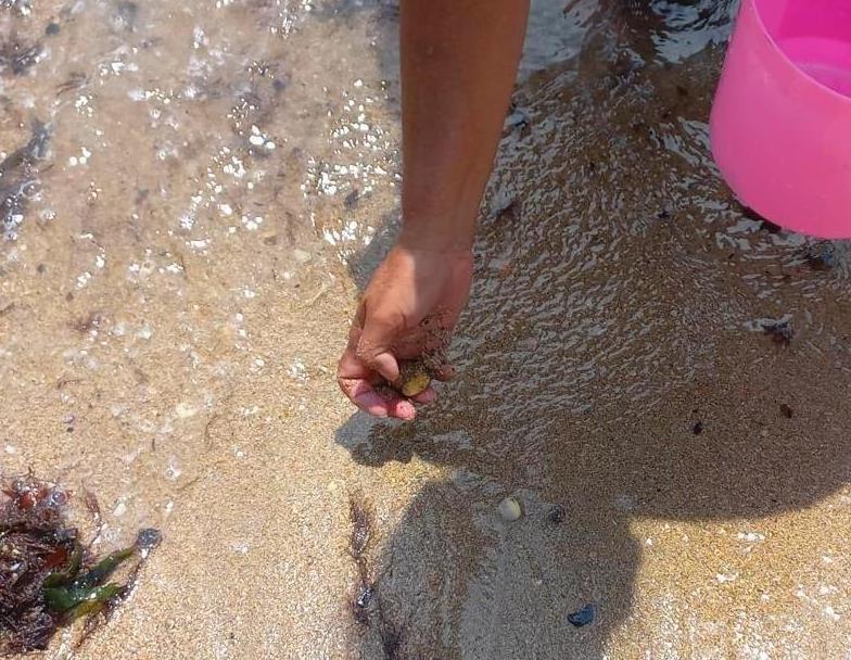 Collecting a Pipi clam