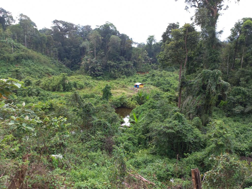 Orang Rimba shelters are kept far awy from each other in the forests